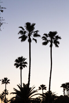 summer palm trees