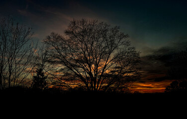 Silhouette of a large leafless oak tree isolated against a beautiful colorful sunset