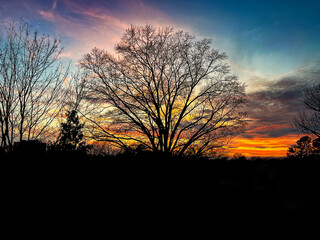 Fototapeta na wymiar Silhouette of a large leafless oak tree isolated against a beautiful colorful sunset