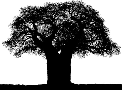 Black on white background vector silhouette of African baobab tree.