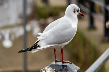 seagull on a fence