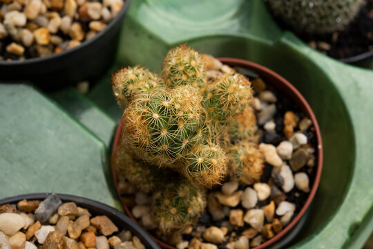 photo macro of baby cacti, grown in pots for decoration and ornament (selective focus)