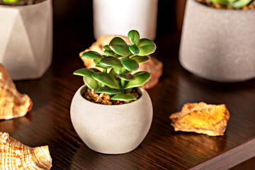 Small potted flower close up on the shelf
