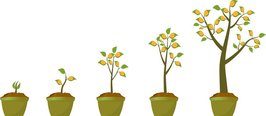 Stages of growing money tree in pot.