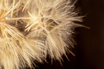 Close-up of dry dandelion seeds