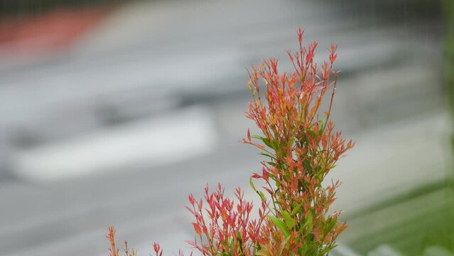 The tip of the red shoot plant (Syzygium myrtifolium) swaying in the wind and in the rain
