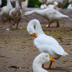 Close up White ducks inside Lodhi Garden Delhi India, see the details and expressions of ducks during evening time