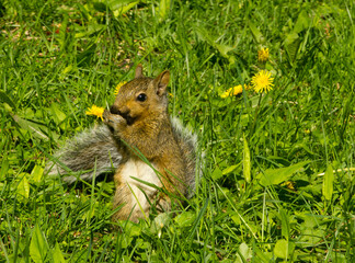Grey squirrel baby eating nuts on the grass in the woods
