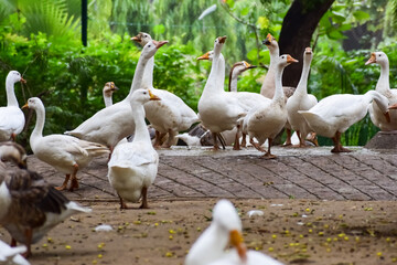 Close up White ducks inside Lodhi Garden Delhi India, see the details and expressions of ducks during evening time