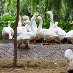 Close up White ducks inside Lodhi Garden Delhi India, see the details and expressions of ducks during evening time