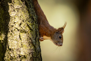 Wiewiórka na drzewie - obrazy, fototapety, plakaty