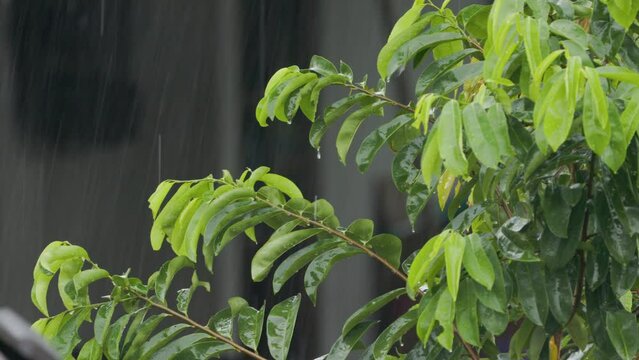 The leaves of the soursop plant sway in the wind and are showered with drizzling rain
