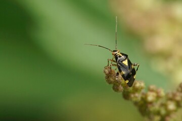 A closeup shot of a common nettle capsid bug, Liocoris tripustulatus, on a green leaf in the garden