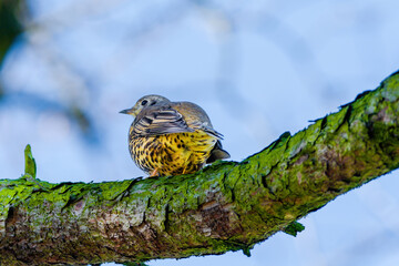 Mistle Thrush. Turdus viscivorus. perching on branch