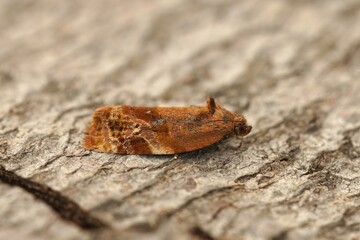 Closeup on the Red-barred Tortrix, Ditula angustiorana sitting on wood
