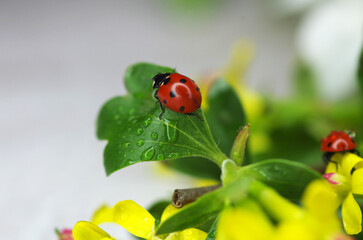 Ladybug crawls on a green leaf