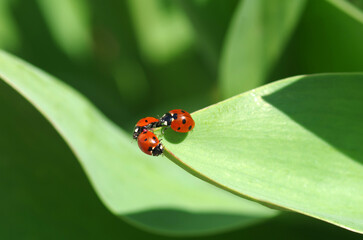 Ladybug crawls on a green leaf