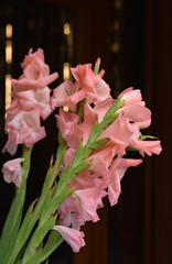 Pink gladioli close-up. Bouquet of pink flowers
