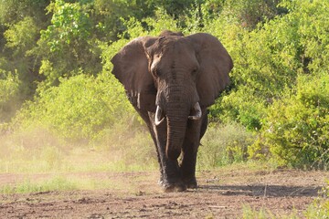 African Elephant in Lake Manyara National Park