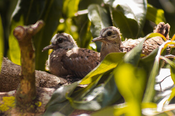 birds on the tree