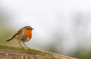 European Robin redbreast 