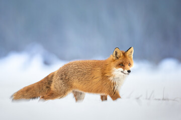 Red Fox Vulpes vulpes in winter scenery, Poland Europe, animal walking among winter snowy meadow in amazing warm light	
