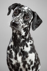 cute dalmatian puppy dog close up portrait looking at the camera