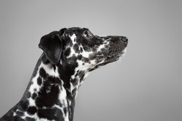 cute dalmatian puppy dog close up profile portrait in the studio looking to the side