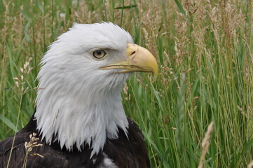 Eagle Head Closeup 3