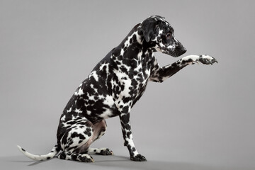 cute dalmatian puppy dog portrait sitting on the floor in the studio giving a high five paw trick - obrazy, fototapety, plakaty