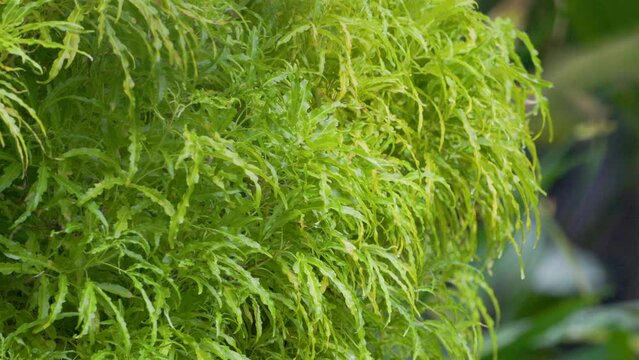 The Euodia plant (uodia suaveolens) with thick leaves colored a combination of green and yellow is being splashed by drizzling rain