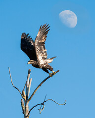 Juvenile Eagle Taking Off
