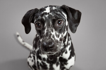cute dalmatian puppy dog close up portrait in the studio looking at the camera