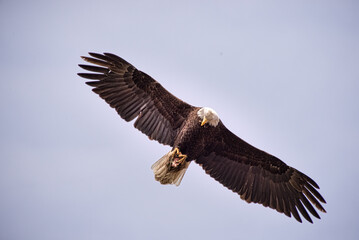 Soaring Eagle 2