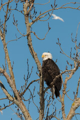 Eagle in Tree 1