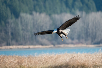 Magnificent Eagle 1