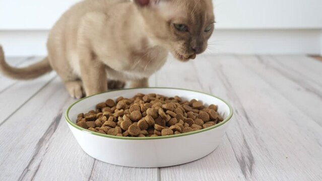 Adorable kitten chomps on dry cat food from a bowl. Close-up shot captures cute feline behavior. pet-related content, cat food advertisements. High definition video for TV, web, and social media.