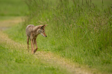 Lone Coyote on the Trail