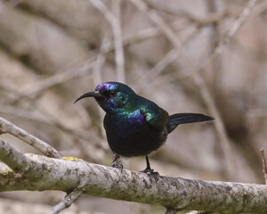 kingfisher on a branch