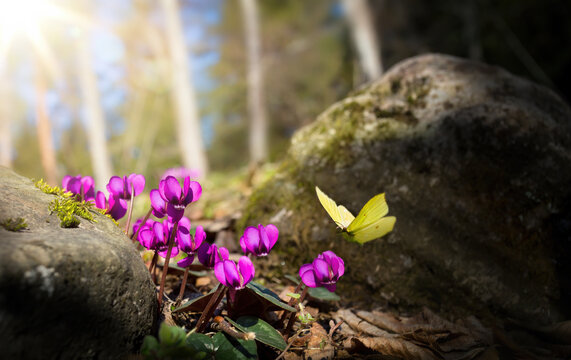 Beautiful nature of the spring forest with a flowering meadow on a sunny day. Spring Flowers Primroses and Butterfly