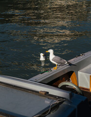 seagull on a boat and on the water