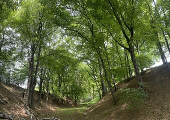 Spring walk in a forest clearing - nature photography