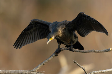 翼を広げて首を前に伸ばす鵜