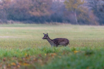 One female fallow deers walking on a meadow in the White Carpathians in the Czech Republic
