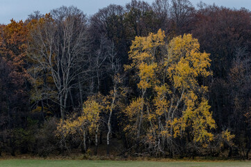 Fototapeta premium autumn colored deciduous forest with a tree with yellow leaves in the White Carpathians in the Czech Republic 