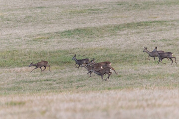 Naklejka na ściany i meble A herd of running roe deers on a meadow in the White Carpathians in the Czech Republic 