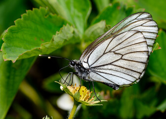 The cabbage butterfly collects nectar from strawberry flowers