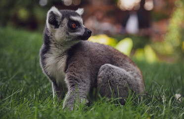lemur on the ground looking right