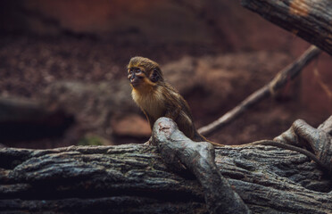 Talapoins looking the horizon in a branch