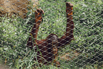 Orangutan looking sad at zoo